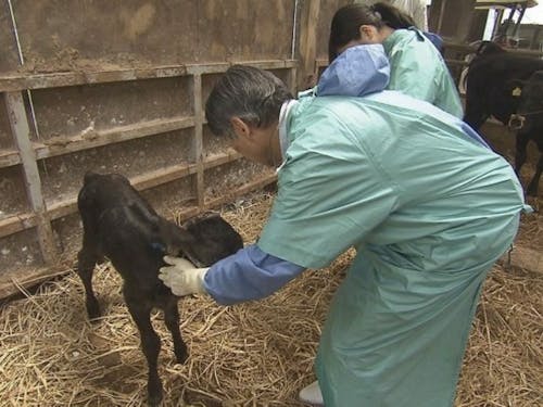 平日は農家を巡回して子牛の様子を観察