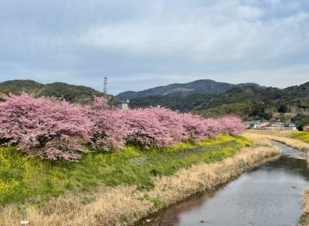 春は川沿いの桜が満開に🌸