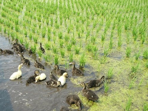 あいがも農法によるお米栽培