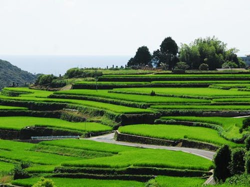 大中尾棚田