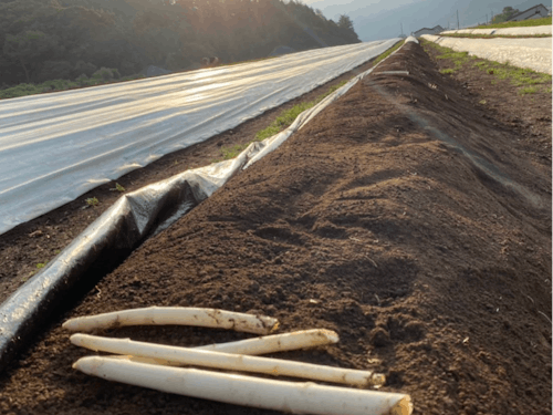 喜茂別町はアスパラガス栽培揺籃(ようらん)の地。