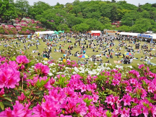 鯖江のシンボル公園、西山公園の「つつじまつり」