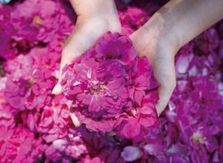 北海道 浦幌町の花 ハマナス を使ったオーガニックコスメのアンバサダー募集 移住スカウトサービス Smout スマウト 北海道 浦幌町の花 ハマナス を使ったオーガニックコスメのアンバサダー募集 移住スカウトサービス Smout スマウト