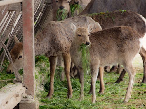 ディアー・カンパニーの鹿たち!