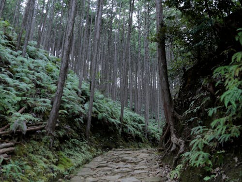 ぼんやりと暗い熊野古道は本宮に近くにつれて神聖な雰囲気に。