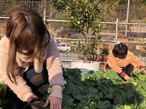 野菜づくり、土いじりデビューに最適♪