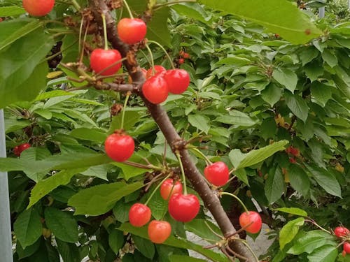 さくらんぼがちょうど収穫シーズン予定です🍒