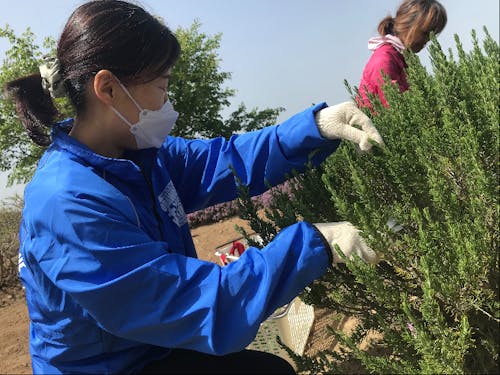 ローズマリーの剪定作業