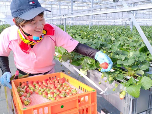 ネクサスファームでの農作業