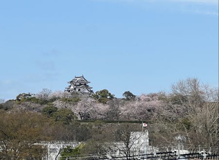 INSPILAKEから見た桜を纏う春の彦根城天守