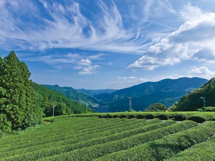 藤枝は日本三大玉露の産地でもあります！