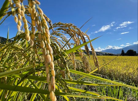 アルプスからの肥沃な土ではぐくまれた稲が秋には実ります