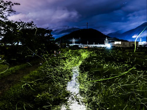 ホタルの飛び交う様子