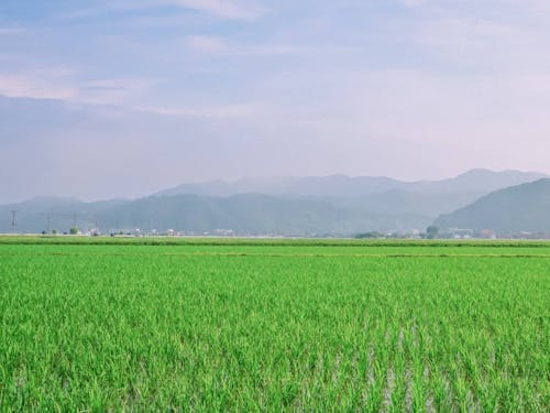 コウノトリを育む田園