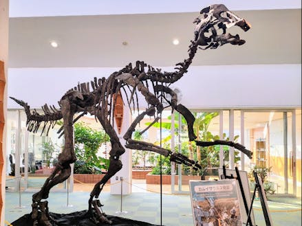 「カムイサウルス・ジャポニクス(通称:むかわ竜)」全身骨格化石レプリカ展示風景