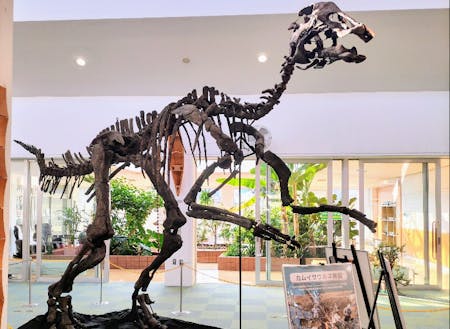 「カムイサウルス・ジャポニクス(通称:むかわ竜)」全身骨格化石レプリカ展示風景