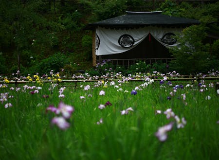 大安禅寺は花菖蒲も有名。毎年6月に見ごろを迎えます。