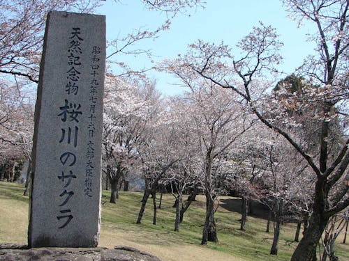 天然記念物「桜川のサクラ」
