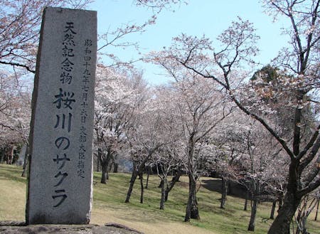 天然記念物「桜川のサクラ」