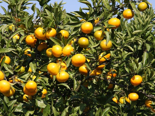 温暖な気候で「りんごの南限、みかんの北限」とされています