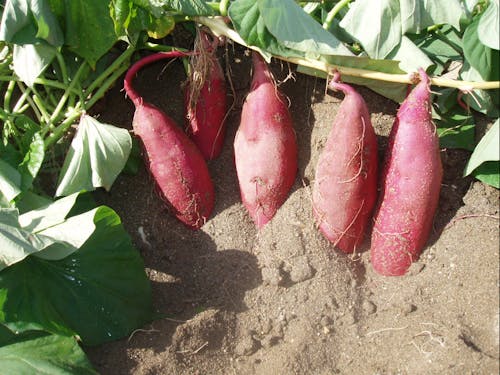 特産品の「なると金時」