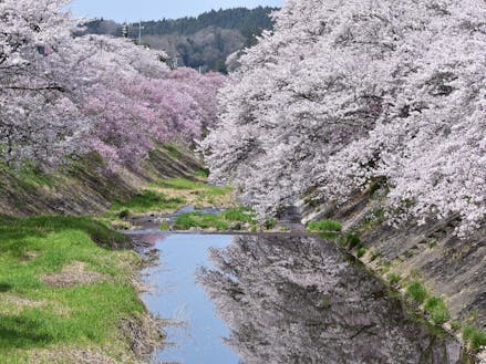 石川町の春の風景