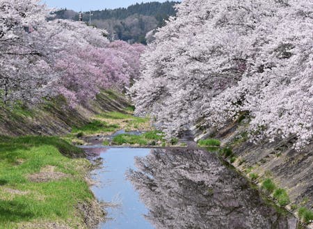 石川町の春の風景