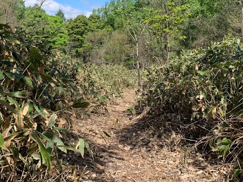 しっかりとした「道」になってきました。