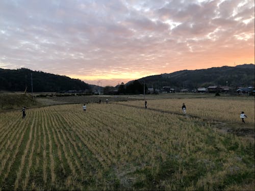 田んぼではしゃぐ子供たち