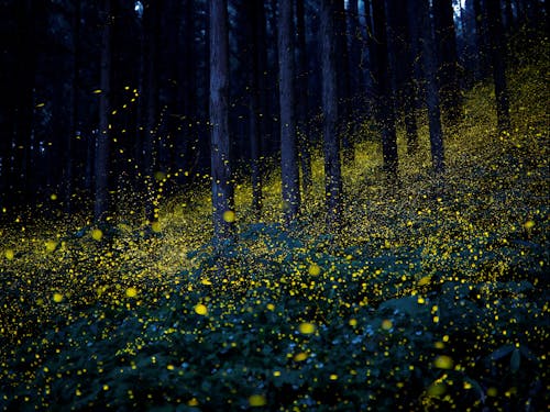 【日南町が誇る宝】全国有数のホタル観賞地である「福万来ホタル乃国」