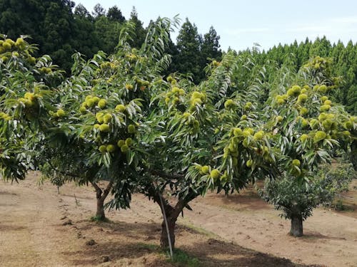 収穫直前の栗園の様子