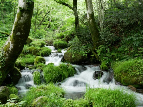 観光名所 木谷沢渓流