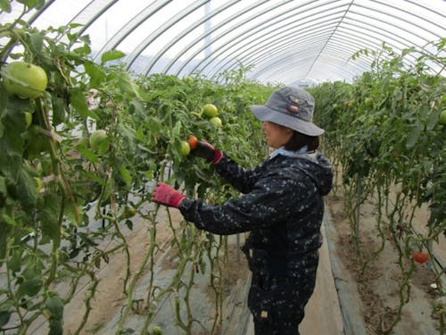 農業技術の習得に励む先輩隊員