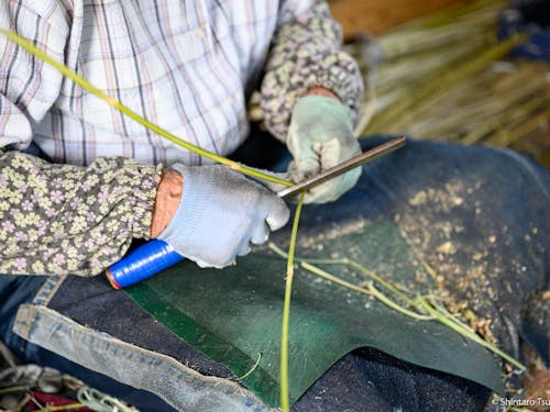 竹細工を編むために根曲り竹を割っている様子