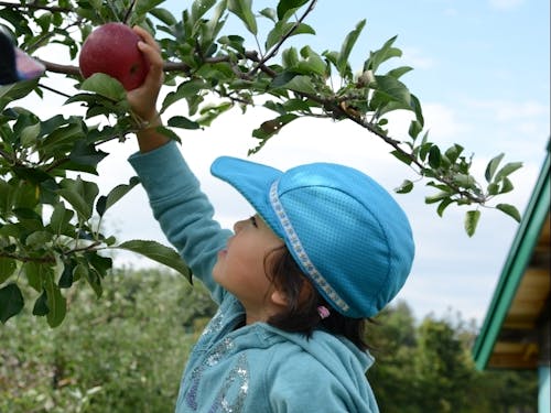 果樹王国深川でリンゴ狩りを楽しむ子供