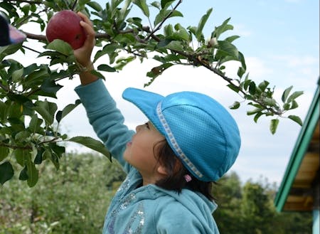 果樹王国深川でリンゴ狩りを楽しむ子供