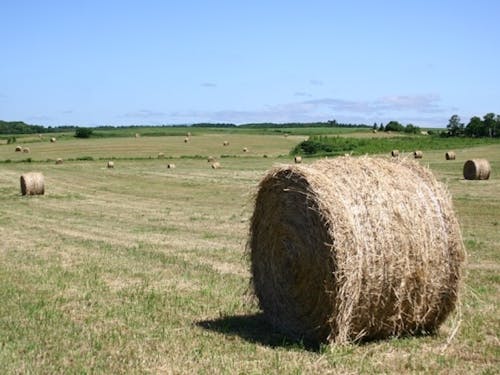 北海ならではの牧草ロール