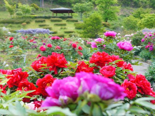 320種4,000本のぼたんが植えられる「ぼたん園」