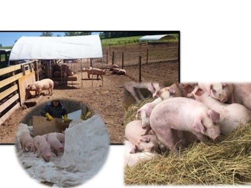 養豚施設