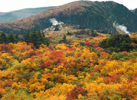 神の絨毯と呼ばれる栗駒山の紅葉
