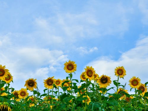 むつみ地域のフラワーロード