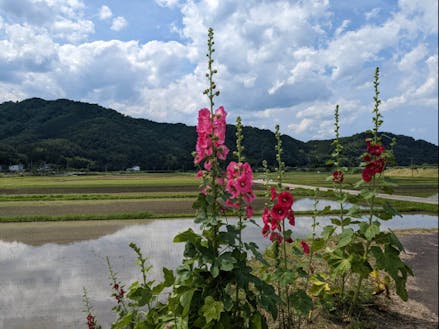 初夏の養父市(田んぼ)