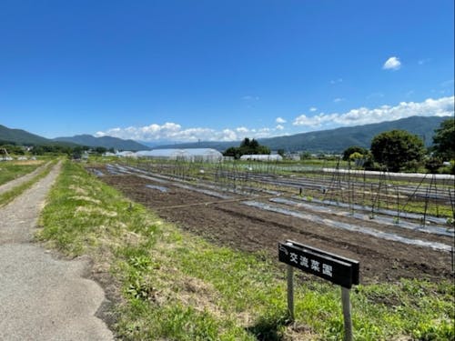 よっちゃんの農ある暮らし、果たして野菜たちは・・・