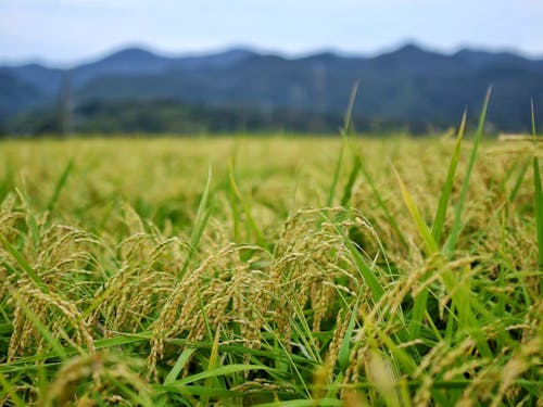 のどかな農村風景