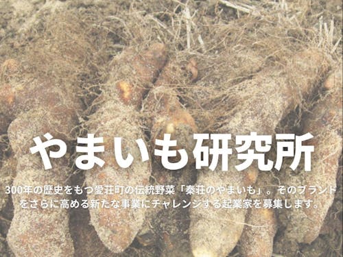 「山のうなぎ」と言われる山芋、栄養価への着目も面白いですよ