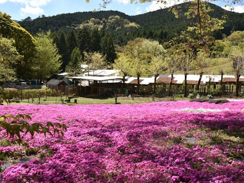 牧場に咲く芝桜