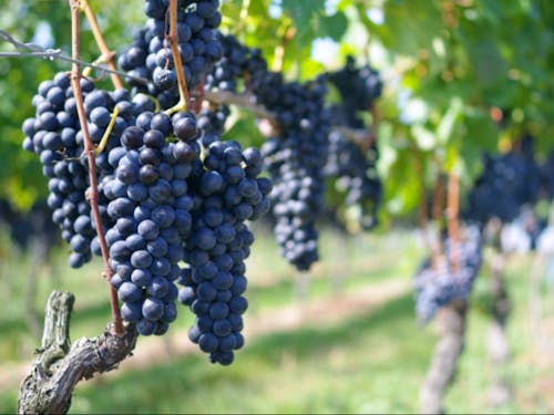 一緒にこんなブドウを作りましょう!