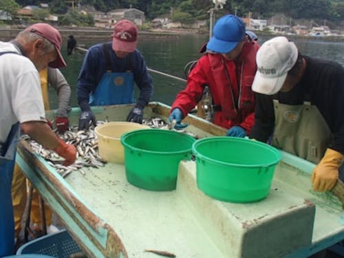 水揚げした魚の選別