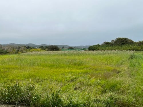 拡大する耕作放棄地