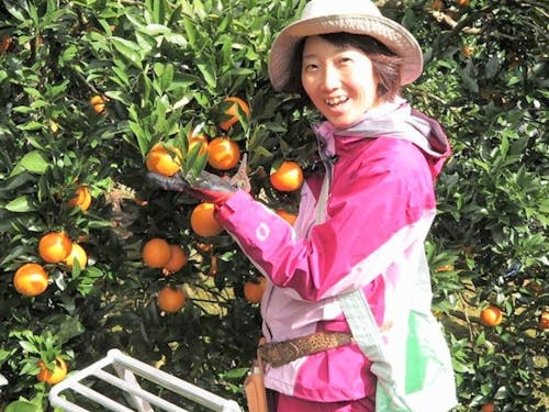 脱サラ移住して、種子島でみかん農家をしています
